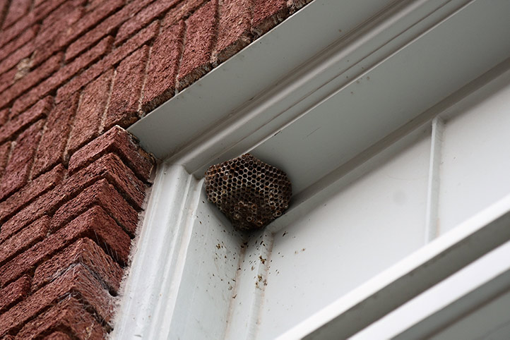 We provide a wasp nest removal service for domestic and commercial properties in Queens Park.